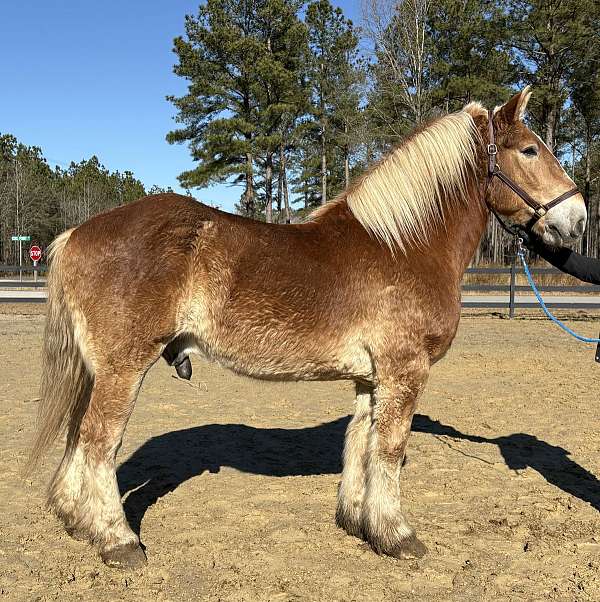 christmas-belgian-horse