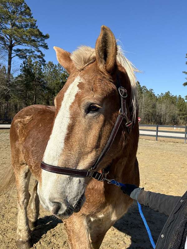 money-belgian-horse