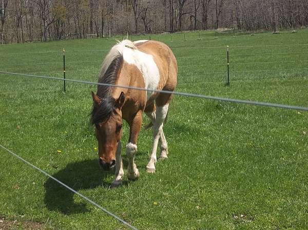 tobioano-horse