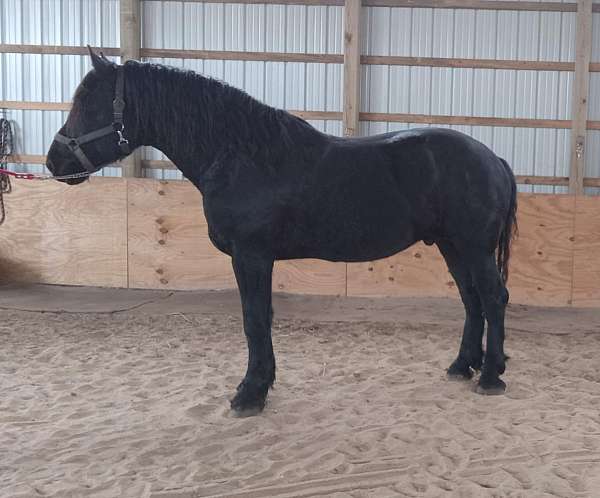 cross-bred-percheron-horse