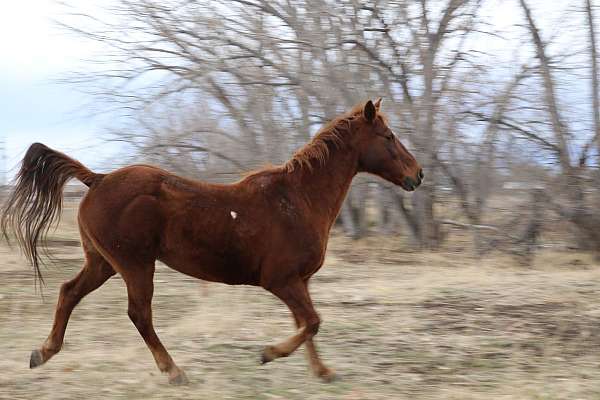 around-tennessee-walking-horse