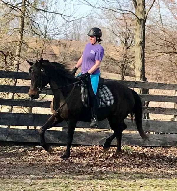 cross-ties-morgan-horse