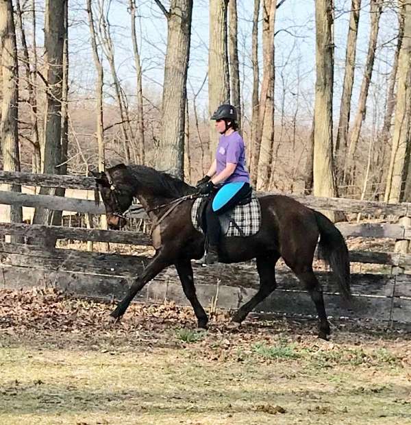 good-home-morgan-horse