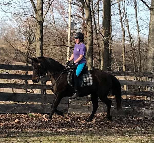 grooming-morgan-horse