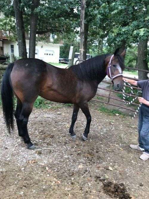 diamond-morgan-horse