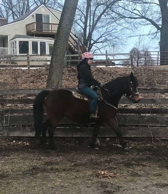 diamond-morgan-horse