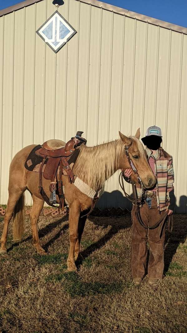 aqha-registered-palomino-horse