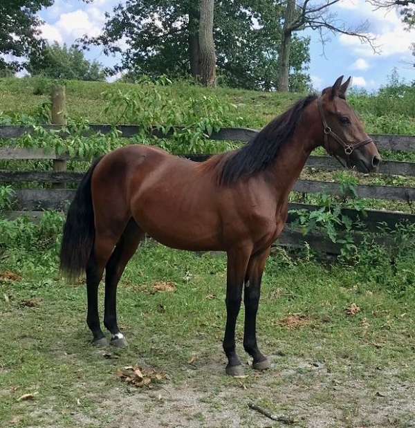 bay-left-hind-partial-horse