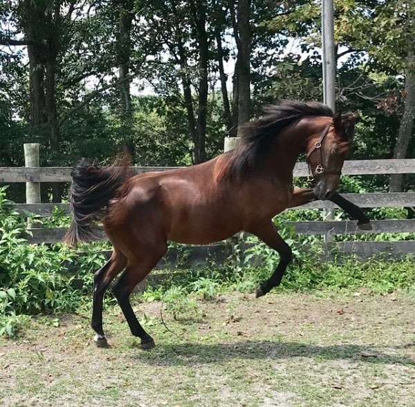 active-morgan-horse