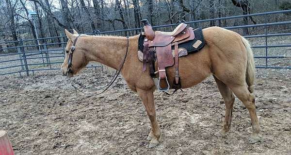 palomino-aqha-mare