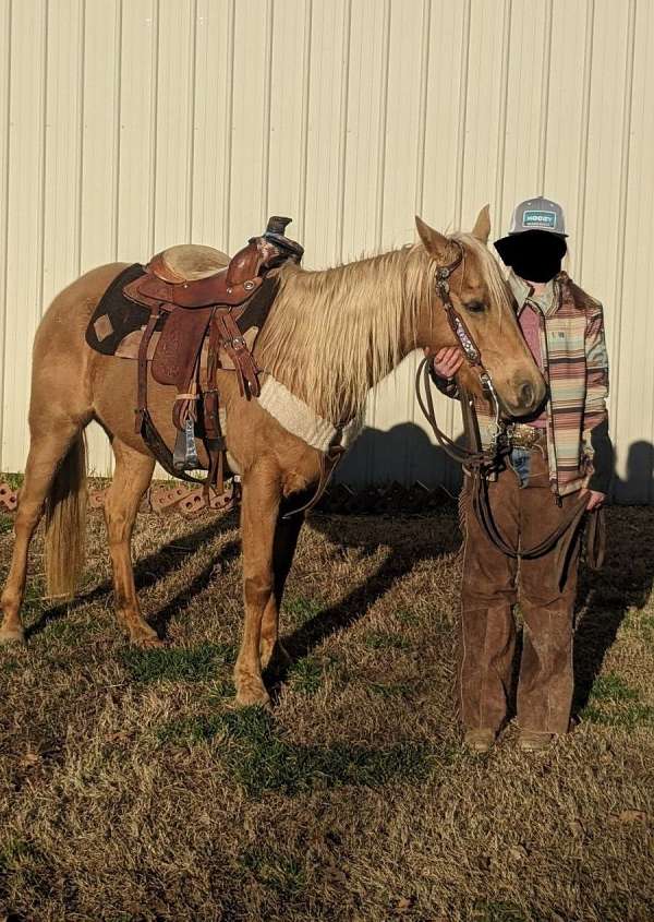 palomino-aqha-horse