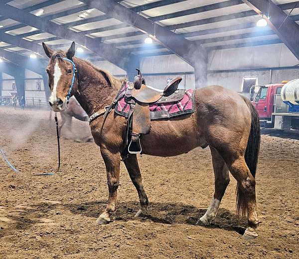 barrel-quarter-horse