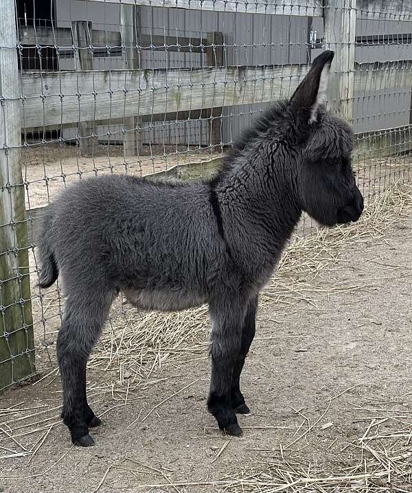 grey-black-donkey