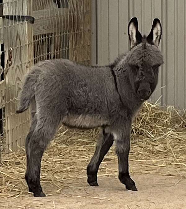 miniature-donkeys-donkey