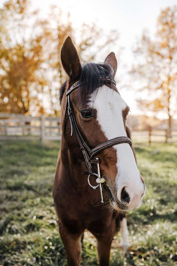 show-jumping-hackney-pony