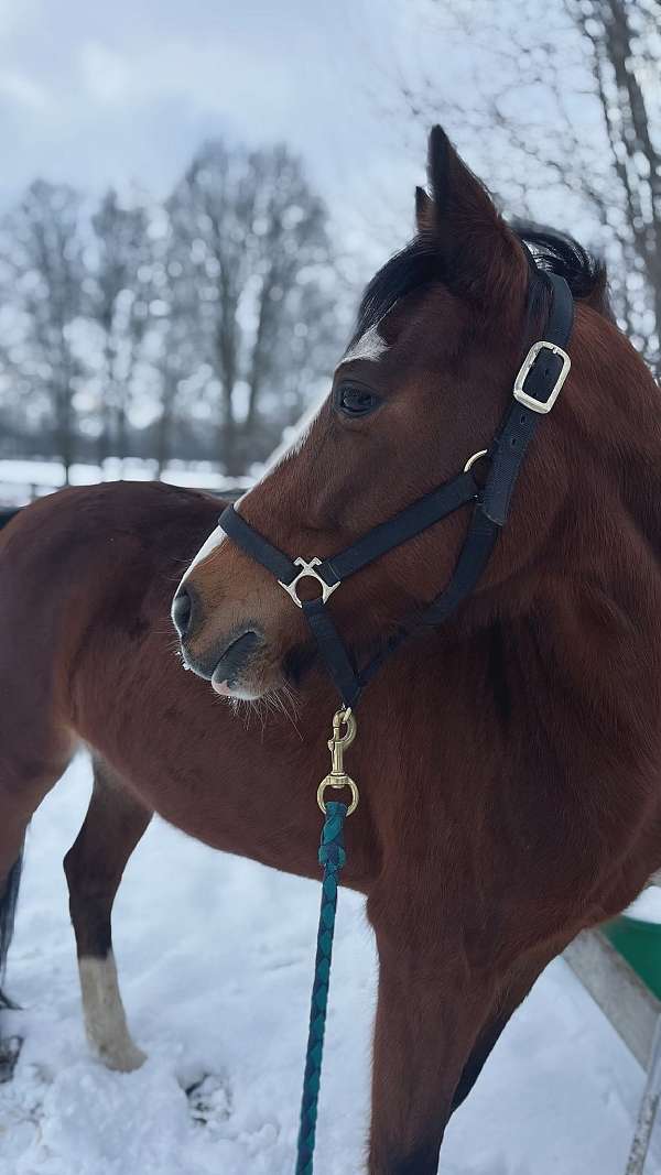 attention-hackney-pony