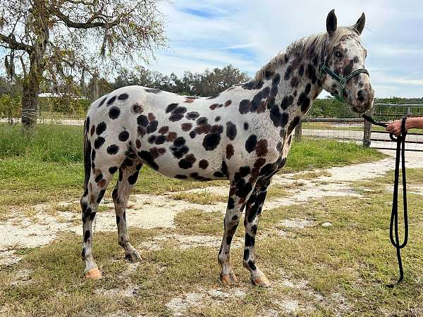 all-around-appaloosa-horse