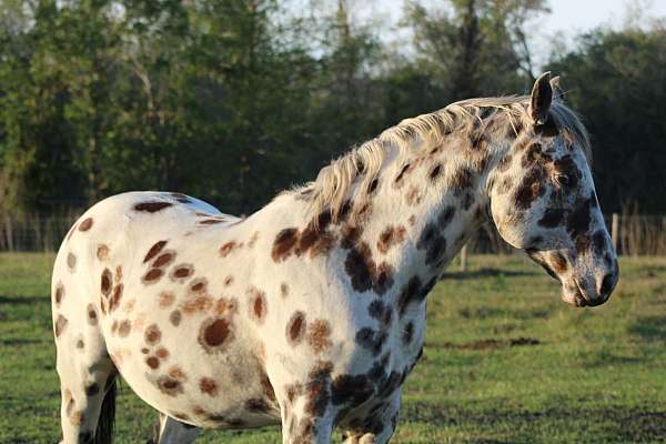 black-leopard-horse