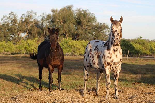 leopard-horse