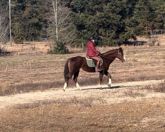 smaller-size-gelding