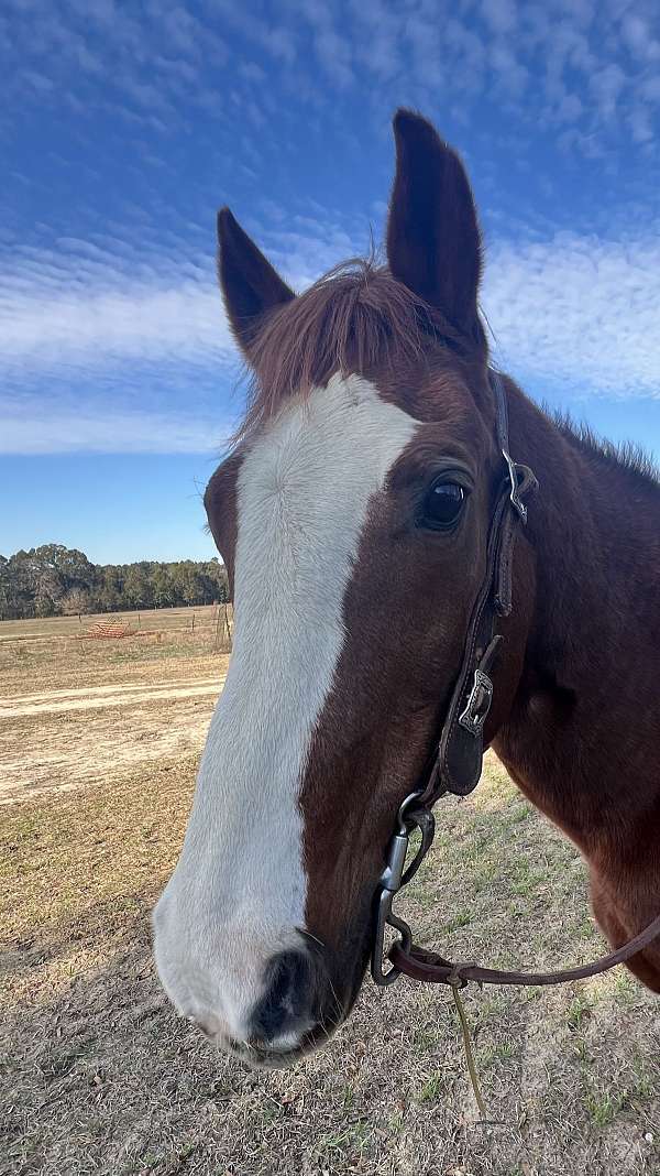 all-around-quarter-horse