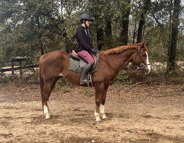 beginner-safe-quarter-horse