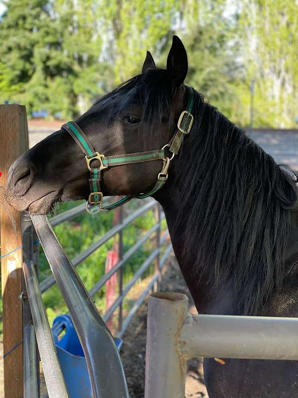 quarter-horse-gelding