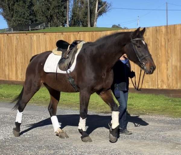 16-hand-hanoverian-horse