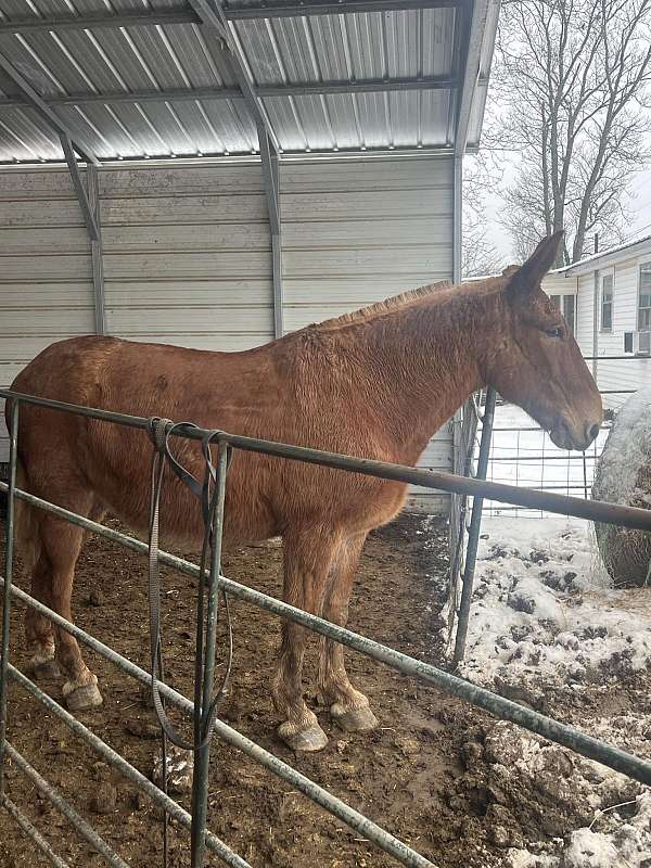 16-hand-mule-gelding