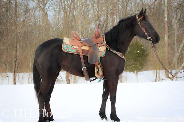 all-around-morgan-horse