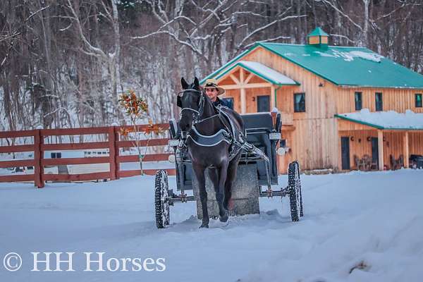 athletic-morgan-horse