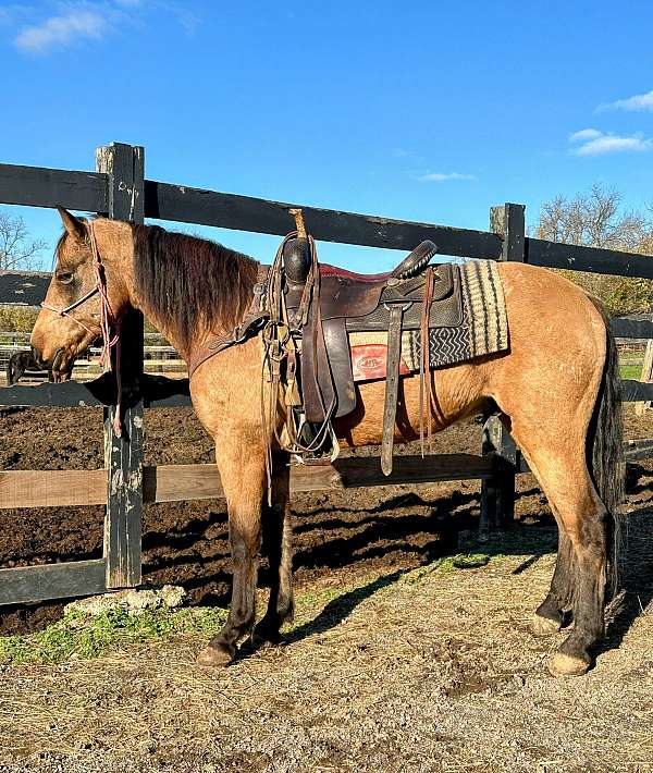 working-crossbred-pony