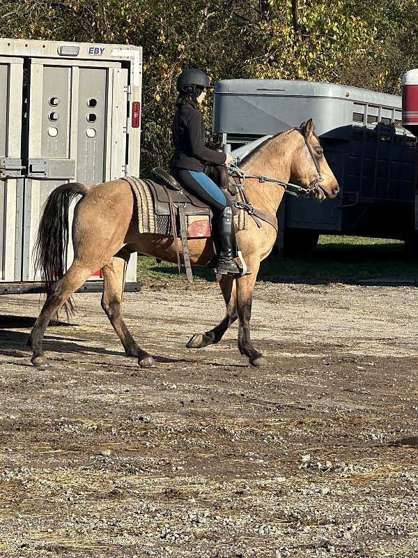 4h-crossbred-pony