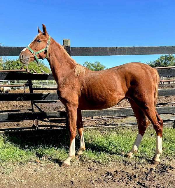 cowboy-mounted-shooting-dutch-warmblood-horse