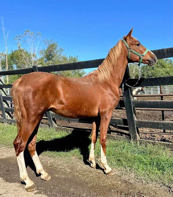 wester-dutch-warmblood-horse