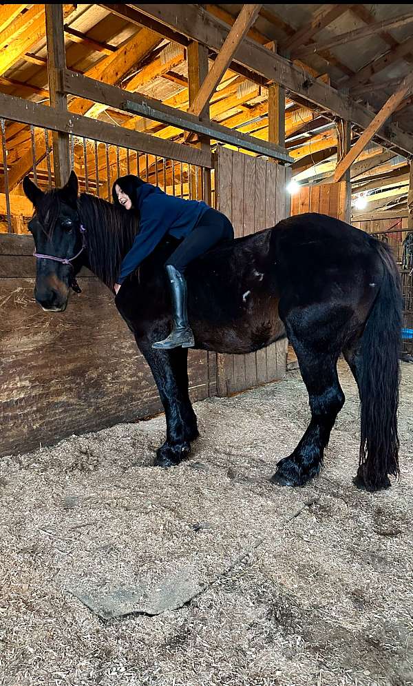 draft-percheron-horse