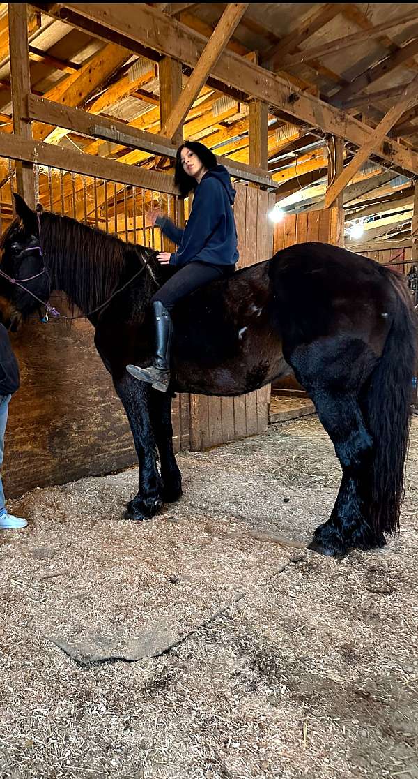 beginner-percheron-horse