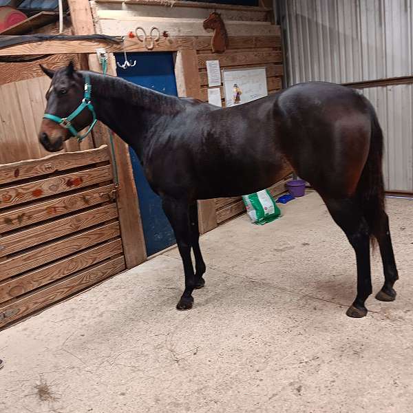 brown-white-aqha-mare