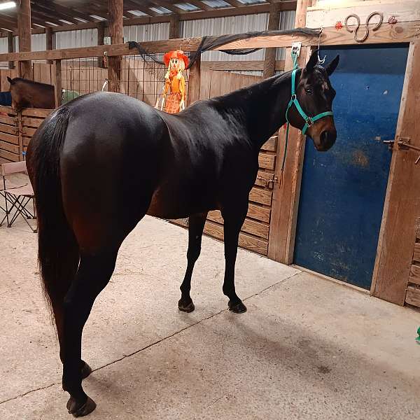 brown-white-aqha-horse