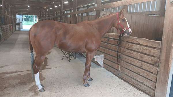 quarter-horse-gelding