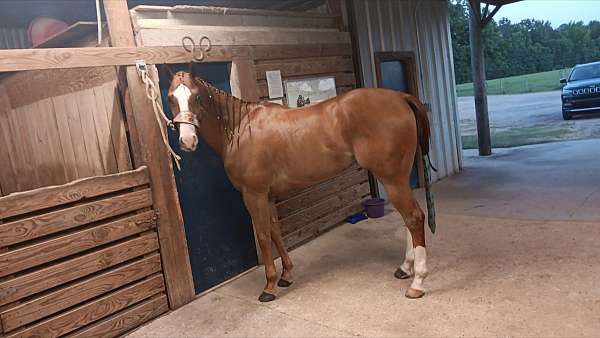 quarter-horse-for-sale