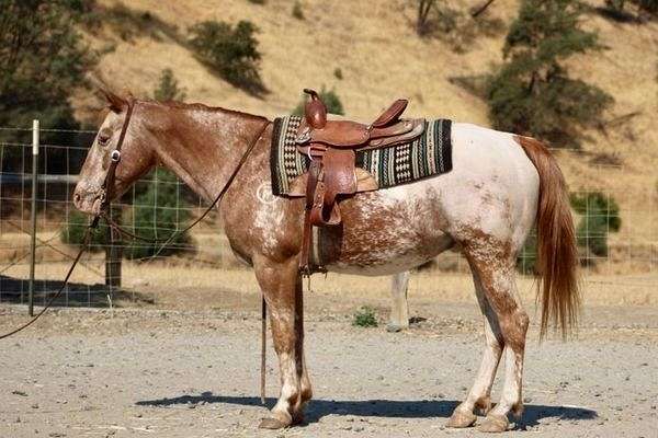 beginner-quarter-horse