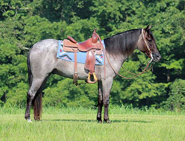 blue-roan-all-around-horse