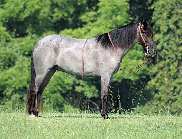 blue-roan-beginner-horse