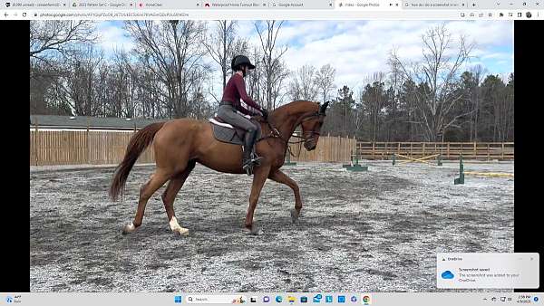 chestnut-blaze-socks-horse