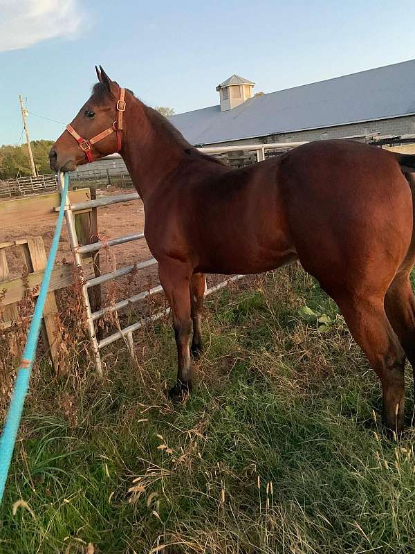 quarter-horse-for-sale