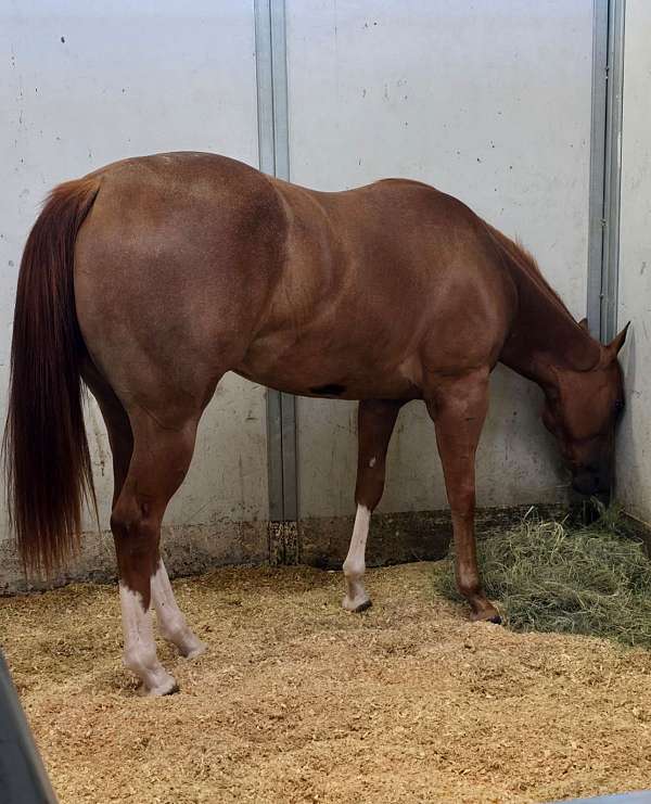 barrel-racing-quarter-horse