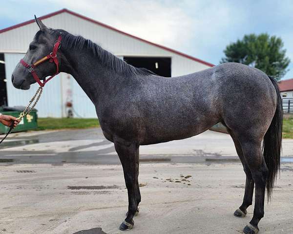 athletic-quarter-horse