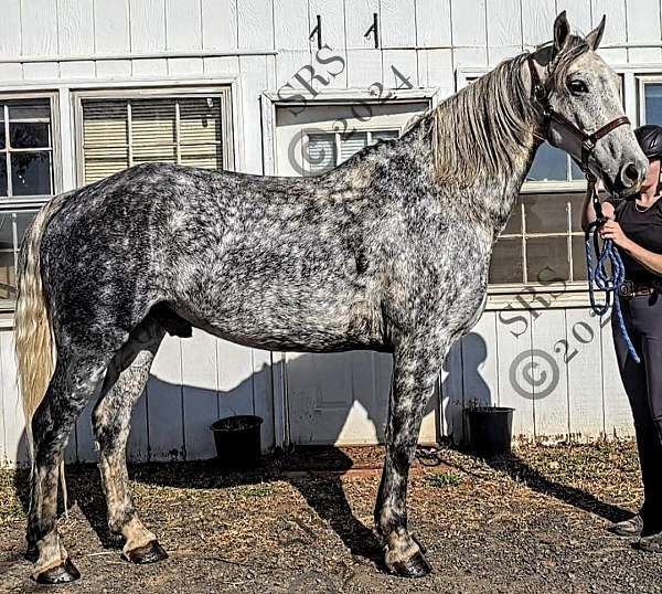 dapple-grey-horse-andalusian