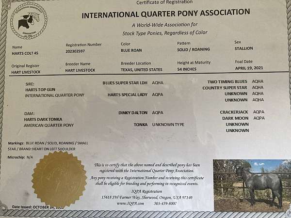 blue-roan-roan-pony-quarter-pony